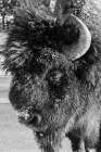 USA-Wyoming-Yellowstone National Park-Lone male American bison-aka buffalo with frost on face-Head Art Print